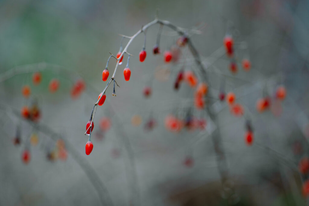 Goji uogos